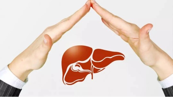 肝脏的位置和形态大小