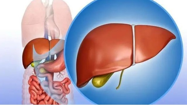 水蛭及水蛭素可缓解肝内胆汁淤积 减轻肝脏组织损伤