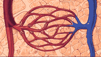微循环是微动脉与微静脉之间毛细血管中的血液循环，是循环系统中最基层的结构和功能单位。它包括微动脉、微静脉、毛细淋巴管和组织管道内的体液循环。人体每个器官，每个组织细胞均要由微循环提供氧气、养料，传递能量，交流信息，排出二氧化碳及代谢废物。